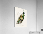 Pavo Cristatus Acrylic Print