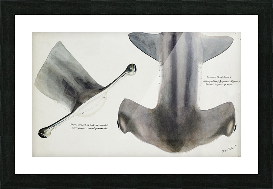Hammerhead Shark Picture Frame print