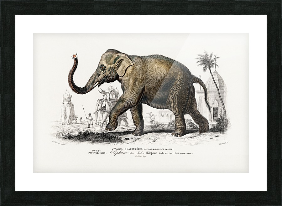 Elephas maximus Picture Frame print