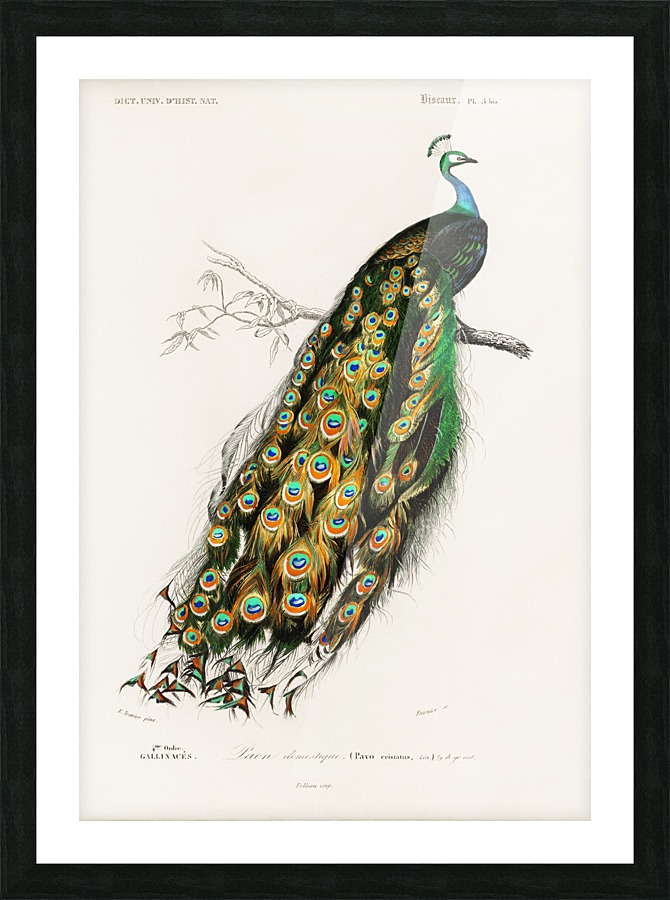 Pavo Cristatus Picture Frame print