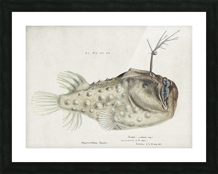 Prickly Angler Fish Picture Frame print