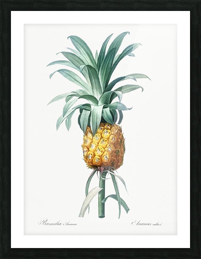 Pineapple Illustration 1805 Picture Frame print