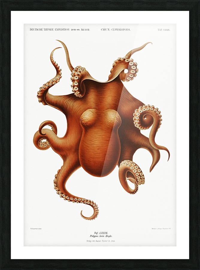 Octopus Picture Frame print