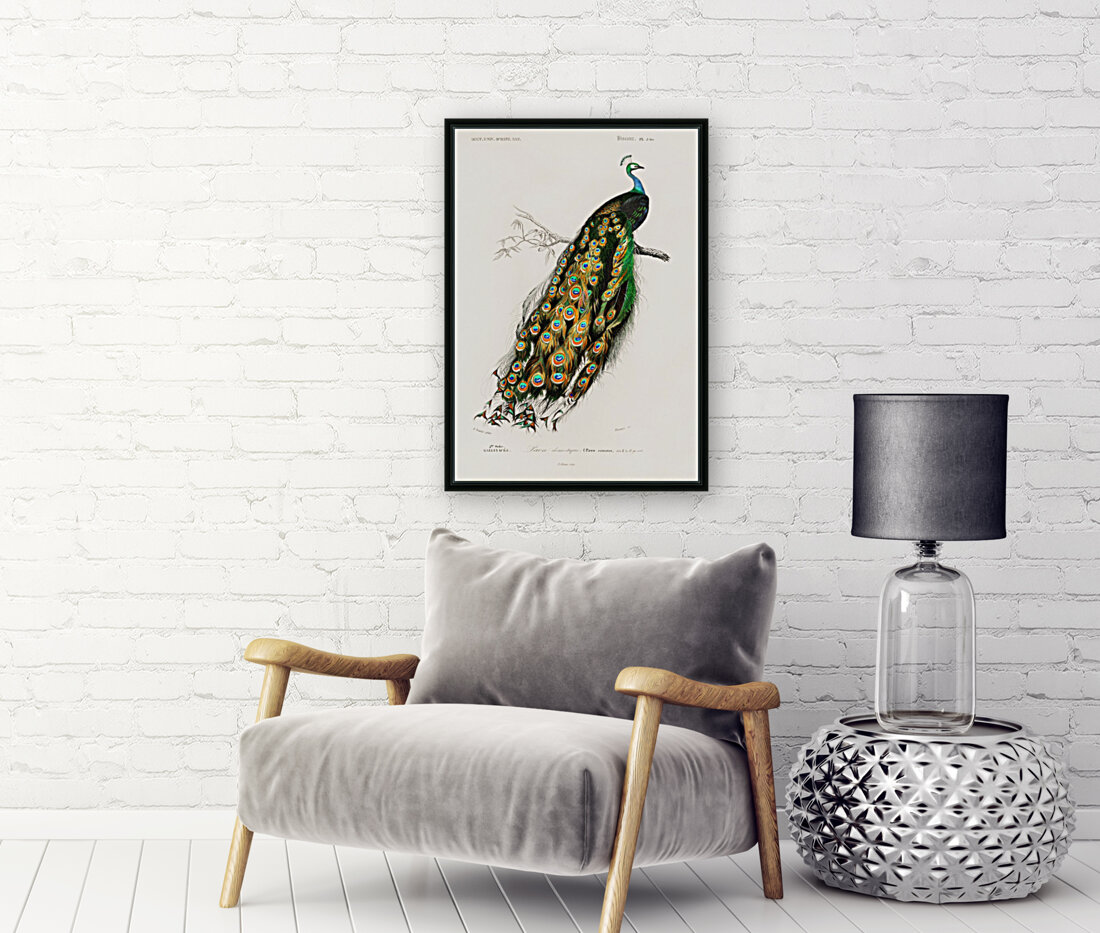 Pavo Cristatus Reproduction