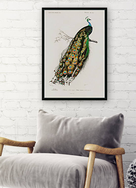 Pavo Cristatus by Four Beautiful Sunsets