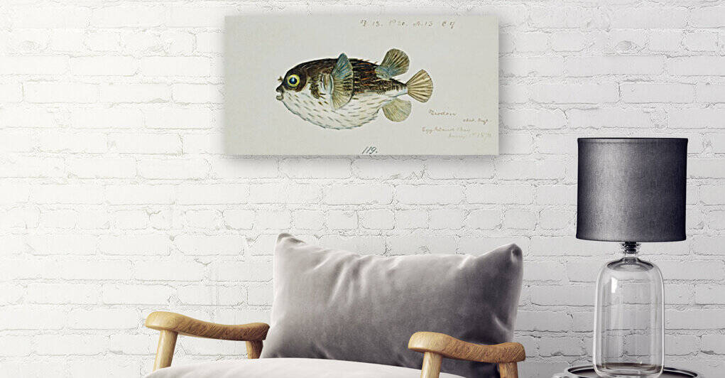 Diodon Porcupine Fish by Four Beautiful Sunsets