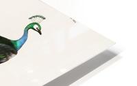Pavo Cristatus HD Metal print
