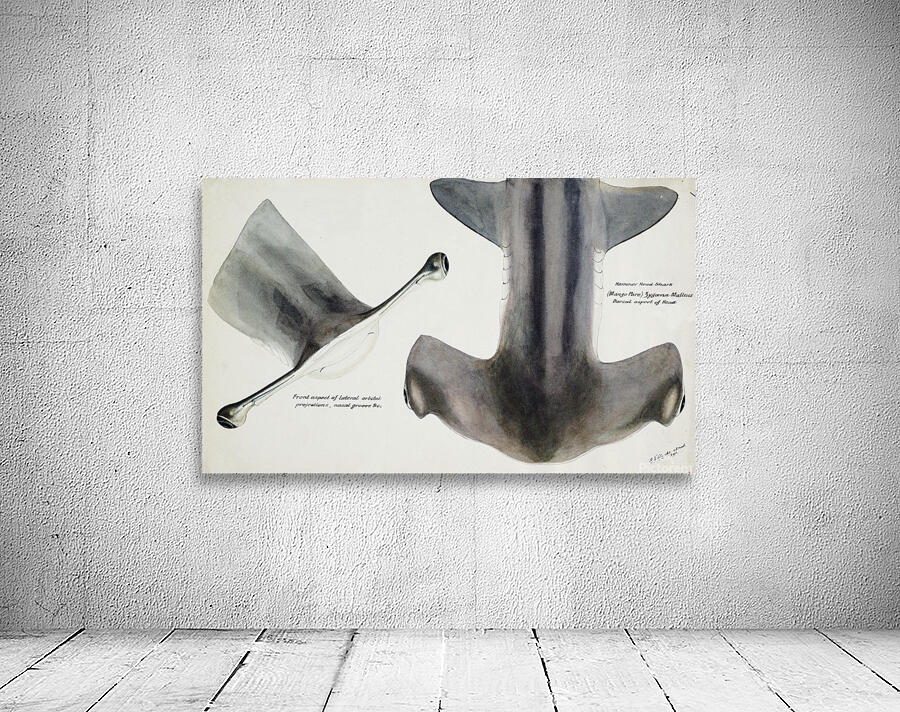 Hammerhead Shark Wall Preview