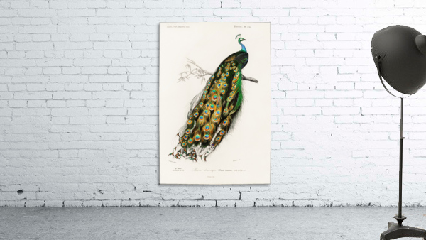 Pavo Cristatus Wall Preview