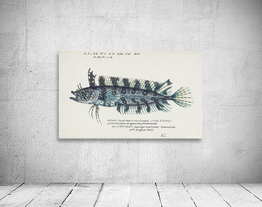 Cristiceps Weedfish Wall Preview