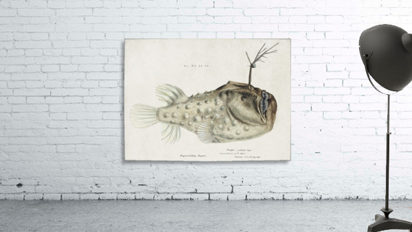 Prickly Angler Fish Wall Preview