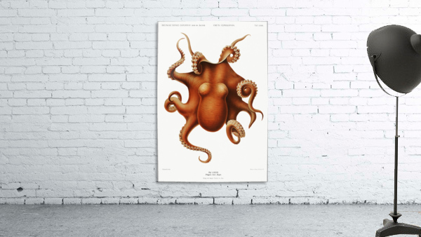 Octopus Wall Preview