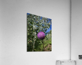 Wild flower Acrylic Print