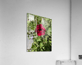 Red flower Acrylic Print