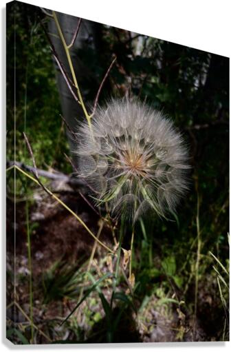 The trapogon Canvas Print
