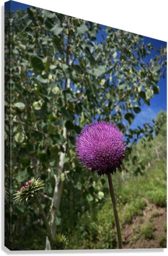 Wild flower Canvas Print