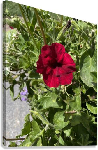 Red flower Canvas Print