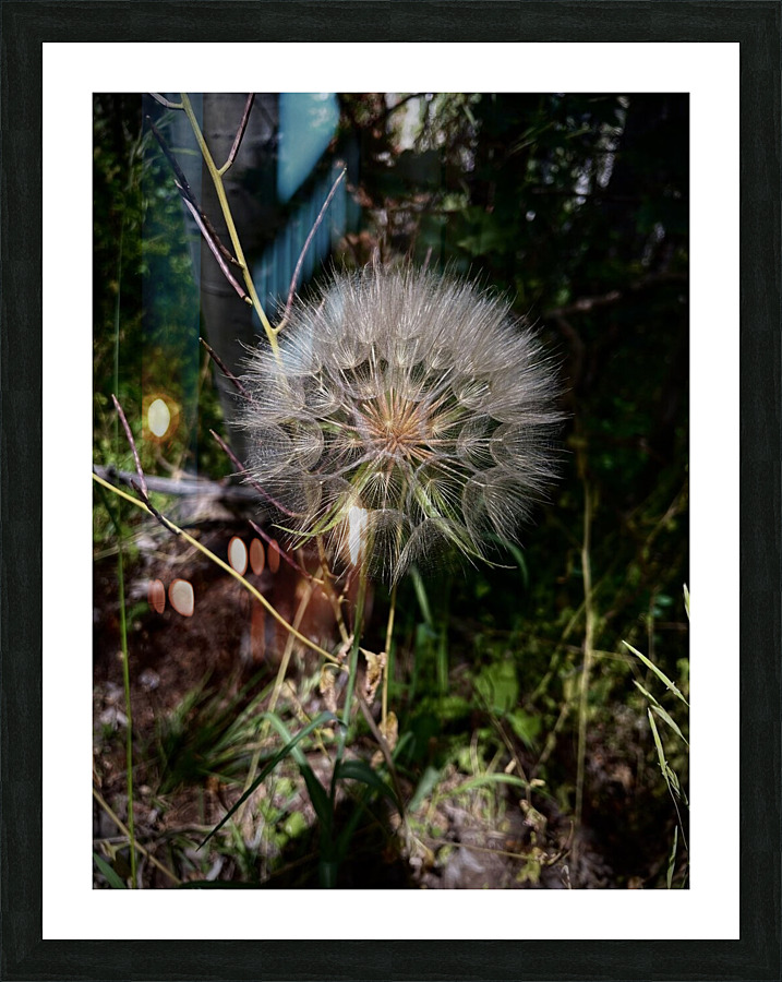 The trapogon Picture Frame print