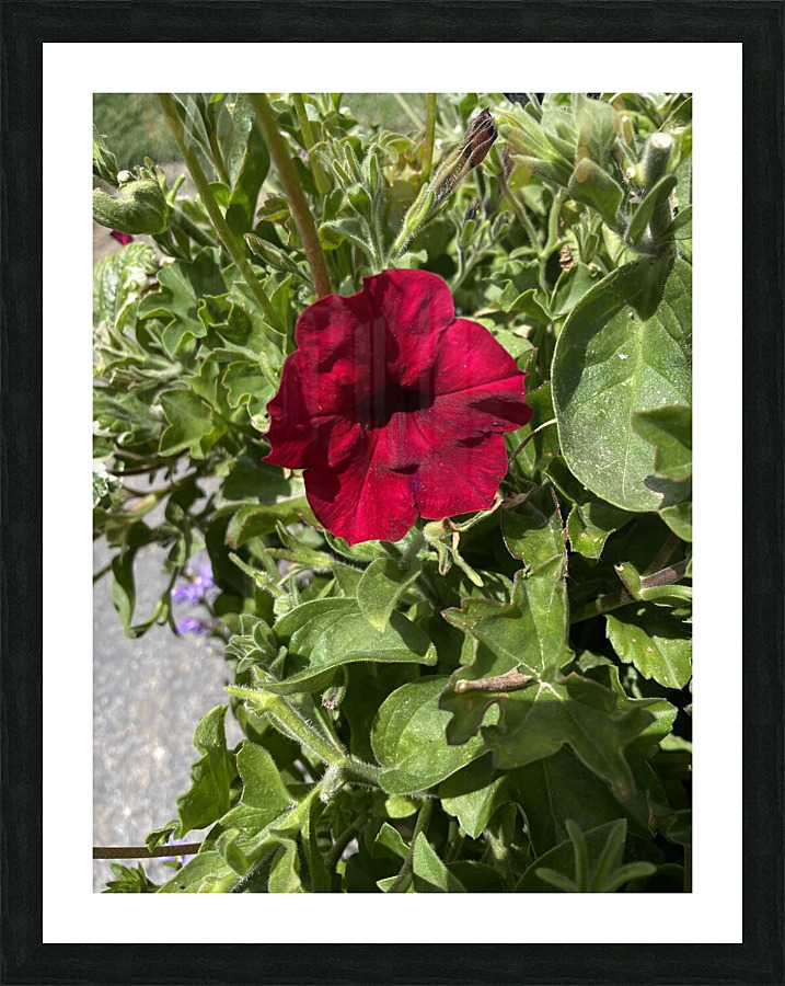 Red flower Picture Frame print