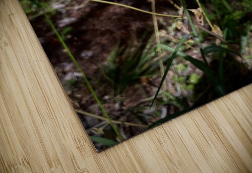 The trapogon Alden puzzle