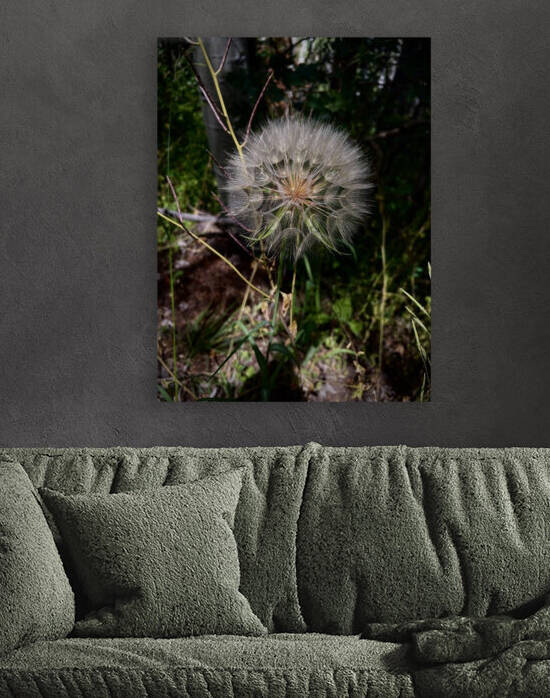 The trapogon Reproduction