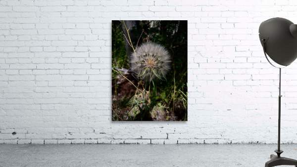 The trapogon Wall Preview