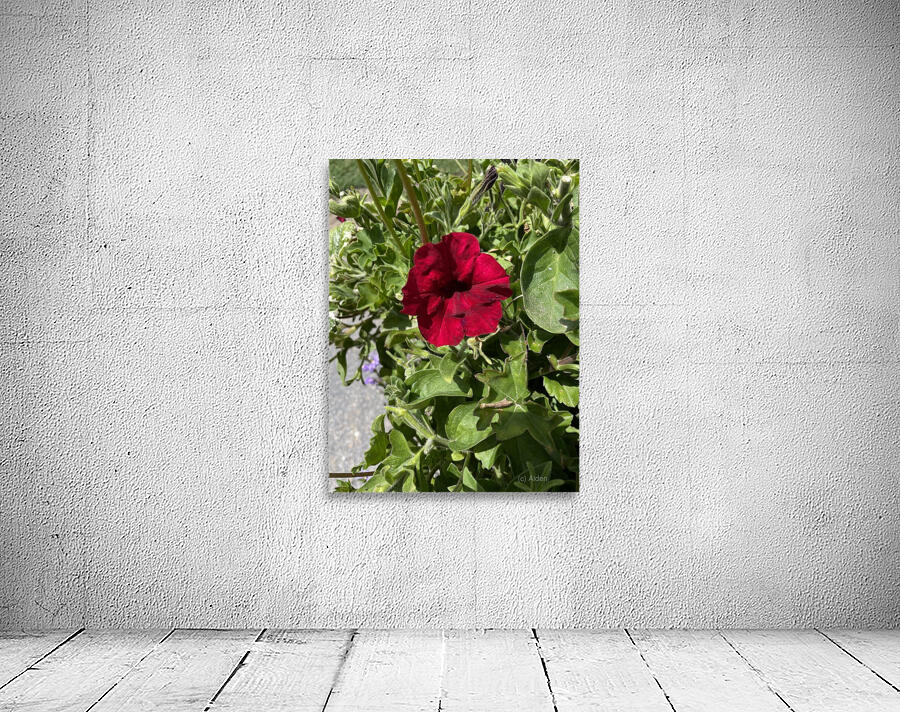 Red flower Wall Preview