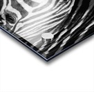 Zebra Stripes Acrylic print