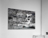 Roar Acrylic Print