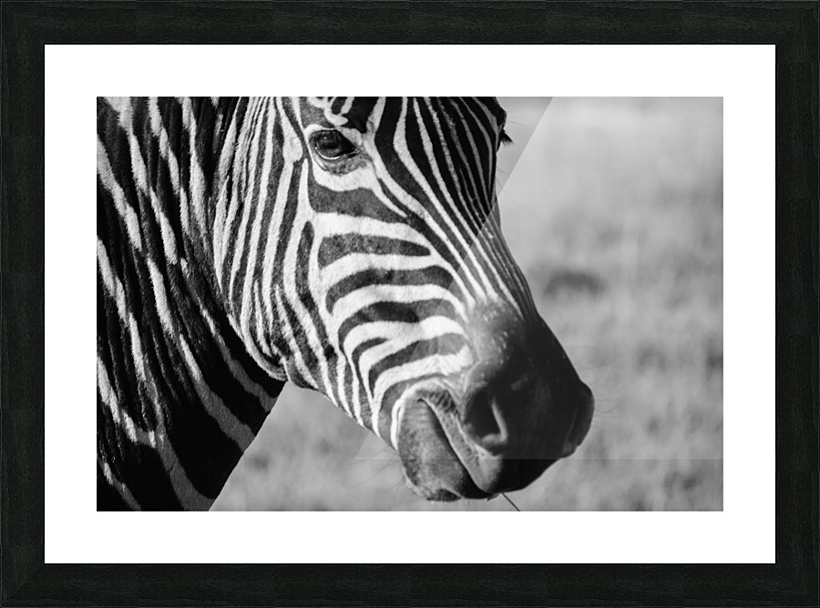 Zebra Stripes Picture Frame print