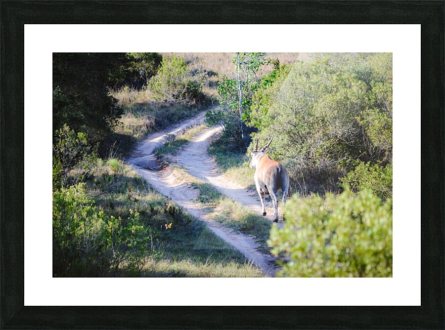 A Deer on the Path Picture Frame print