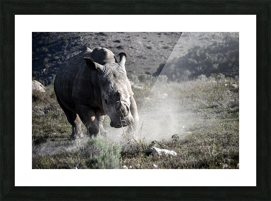 Rhino Picture Frame print