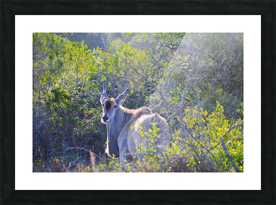 Deer Posing for Photo Picture Frame print