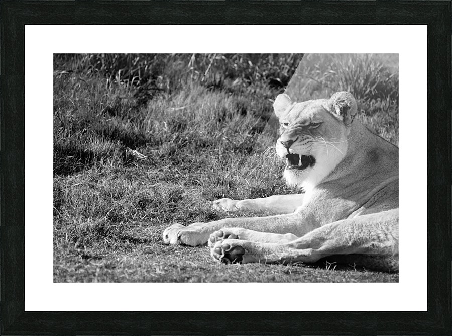 Roar Picture Frame print