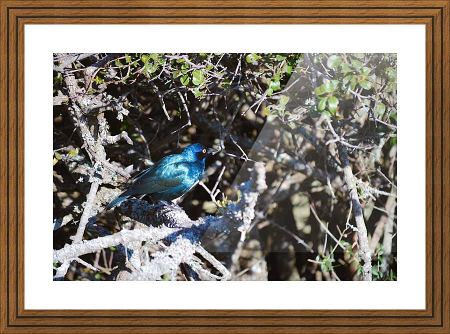 Blue Reflective Bird Picture Frame print