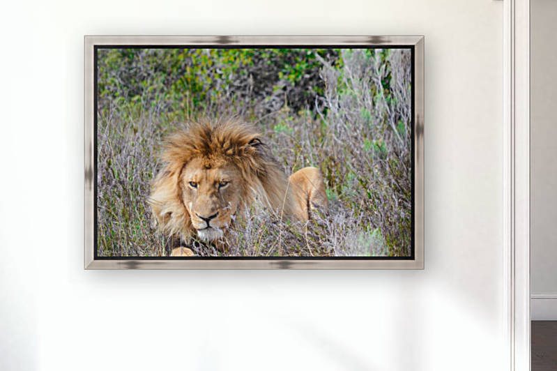 King of the Jungle by Creative Chronicles