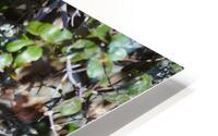 Blue Reflective Bird HD Metal print