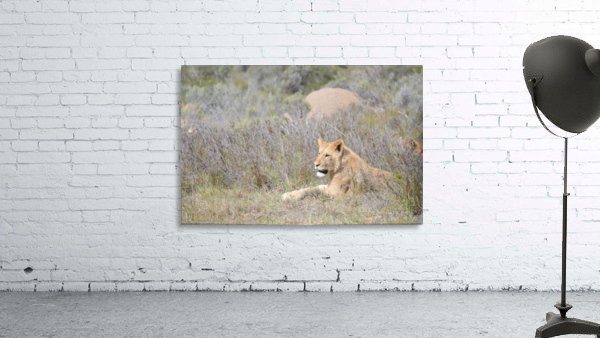 Lioness Wall Preview