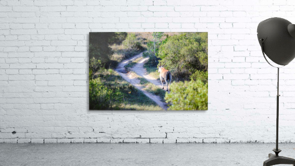A Deer on the Path Wall Preview