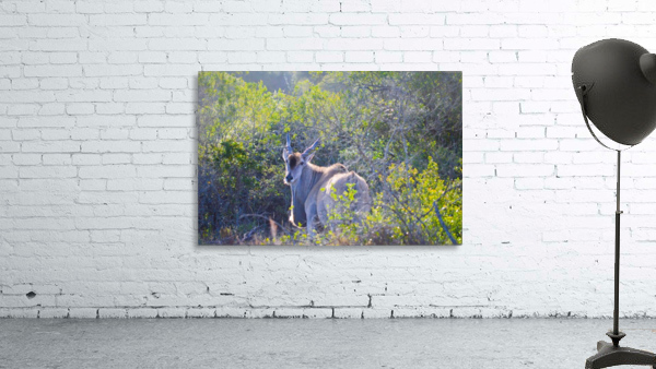 Deer Posing for Photo Wall Preview