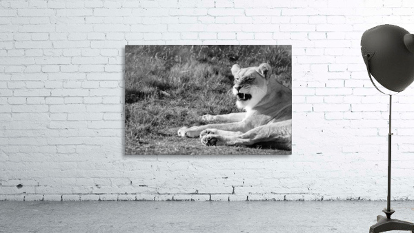 Roar Wall Preview