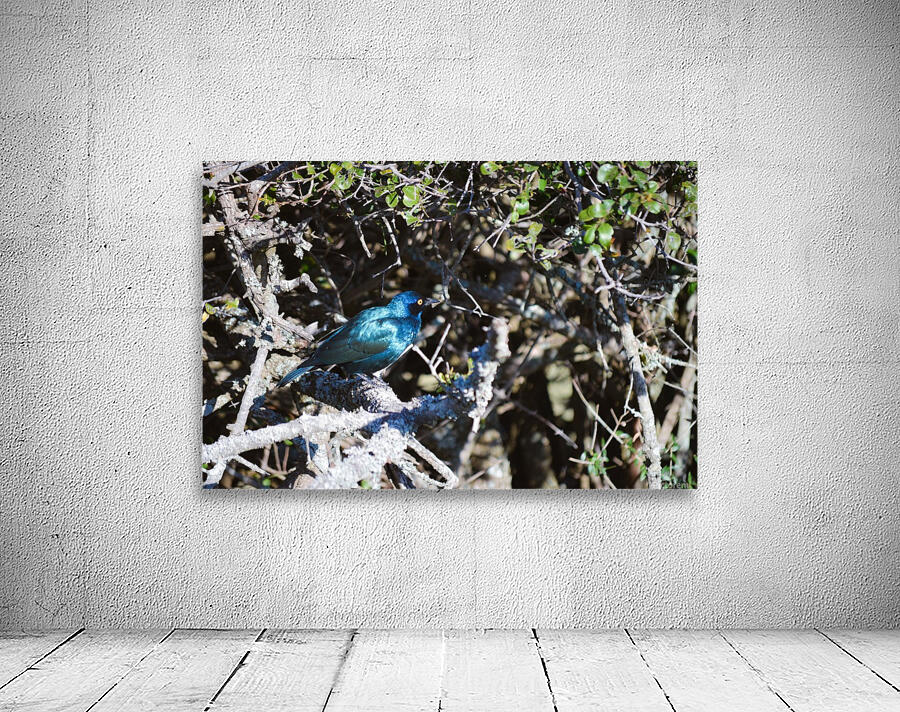 Blue Reflective Bird Wall Preview