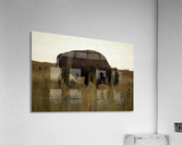 Buffalo Acrylic Print