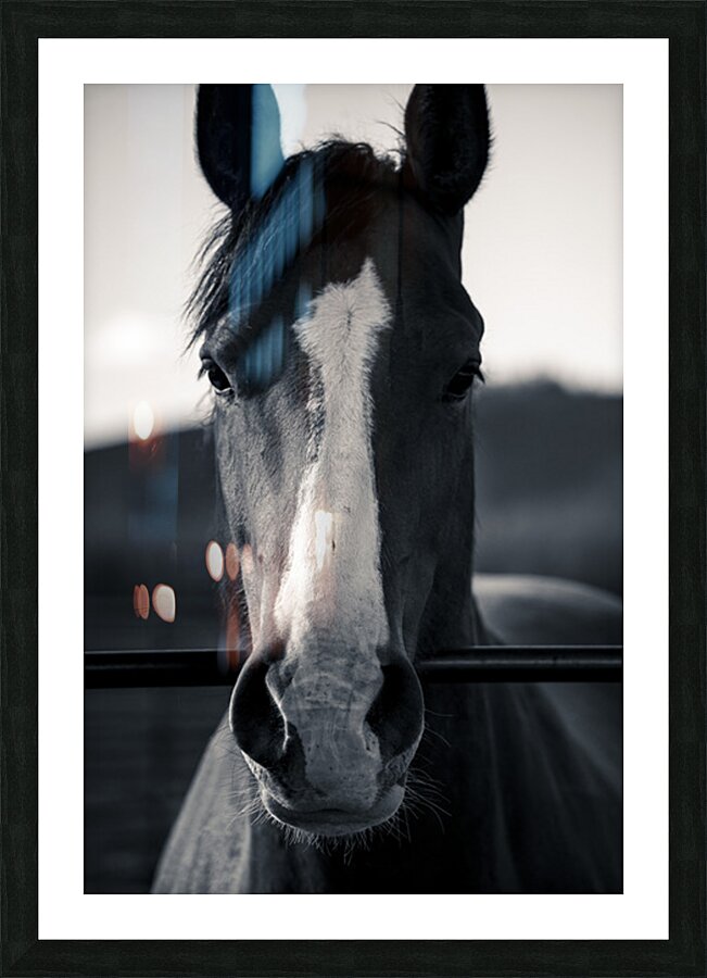Horse Portrait  Picture Frame print