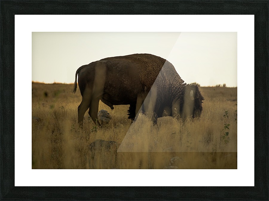 Buffalo Picture Frame print