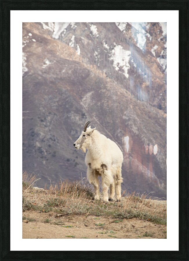 Goat Picture Frame print