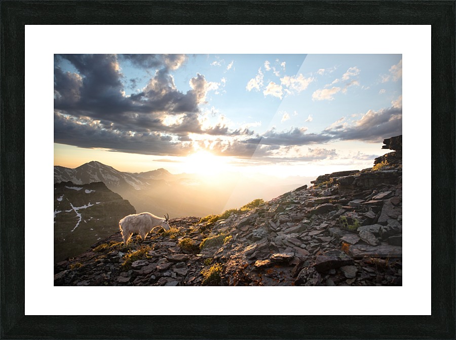 GNP GOAT Sunset Picture Frame print