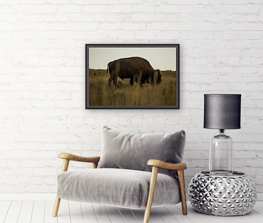 Buffalo Reproduction