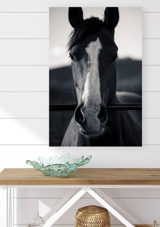 Horse Portrait  by Kaile Schimka