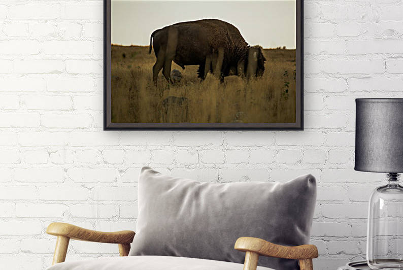 Buffalo by Kaile Schimka